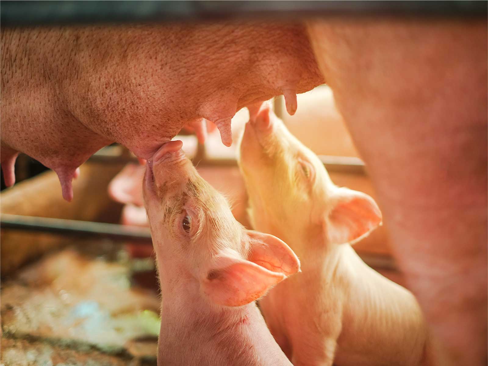 Buena alimentación en la maternidad porcina
