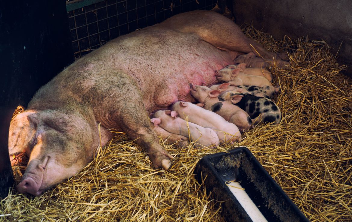 Destete temprano en la porcicultura: una decisión clave para la productividad y el bienestar animal