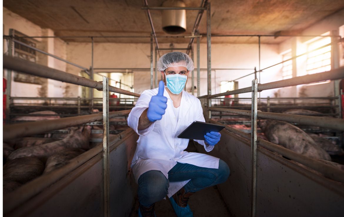 Trazabilidad porcícola: el camino transparente hacia un producto más seguro