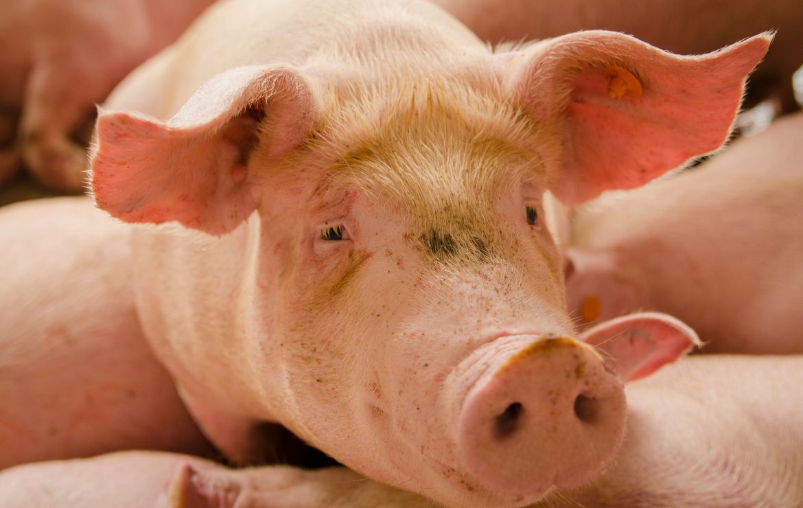 Guía rápida: Cómo optimizar la salud y productividad de tus porcinos