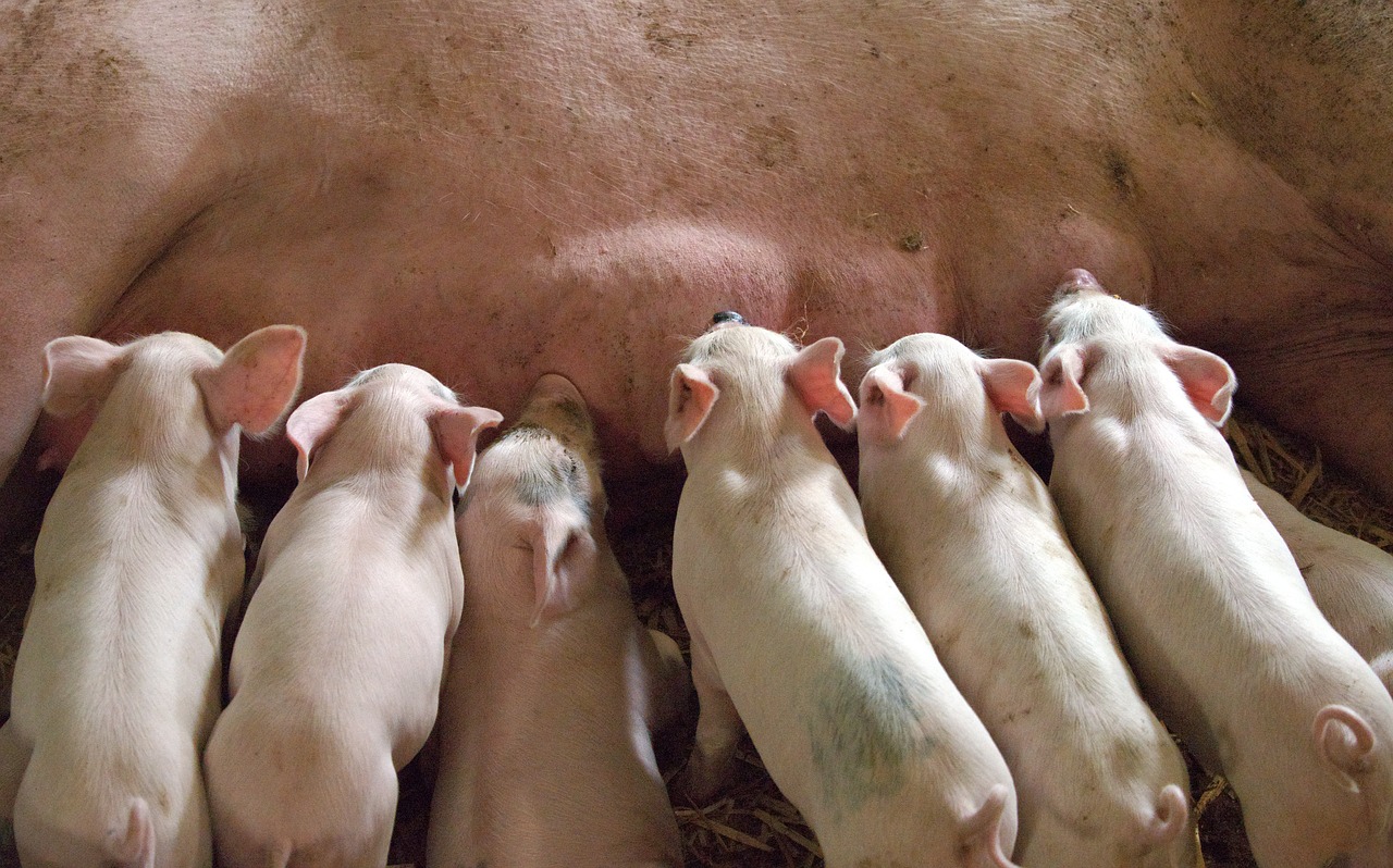 La porcicultura colombiana crece con éxito 