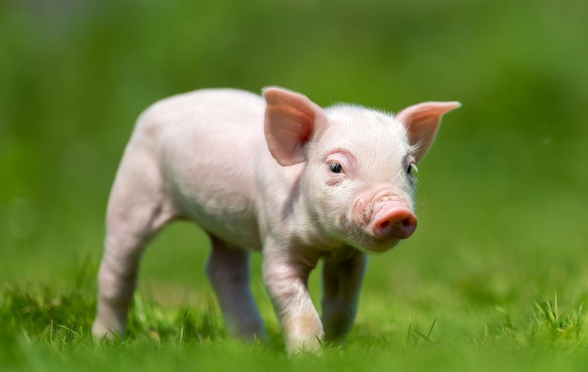 Uso de probióticos en la porcicultura: una alternativa natural para mejorar la salud intestinal